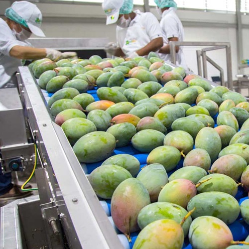 Imagen de Mango