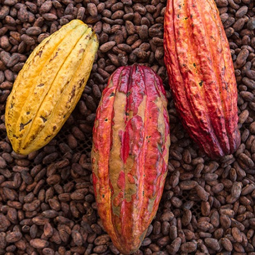 Imagen de Cacao